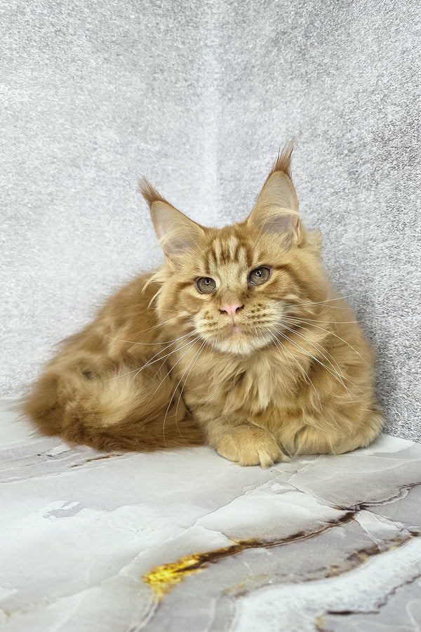 Dexter | Maine Coon Kitten