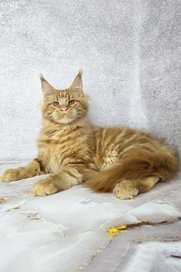Dexter | Maine Coon Kitten