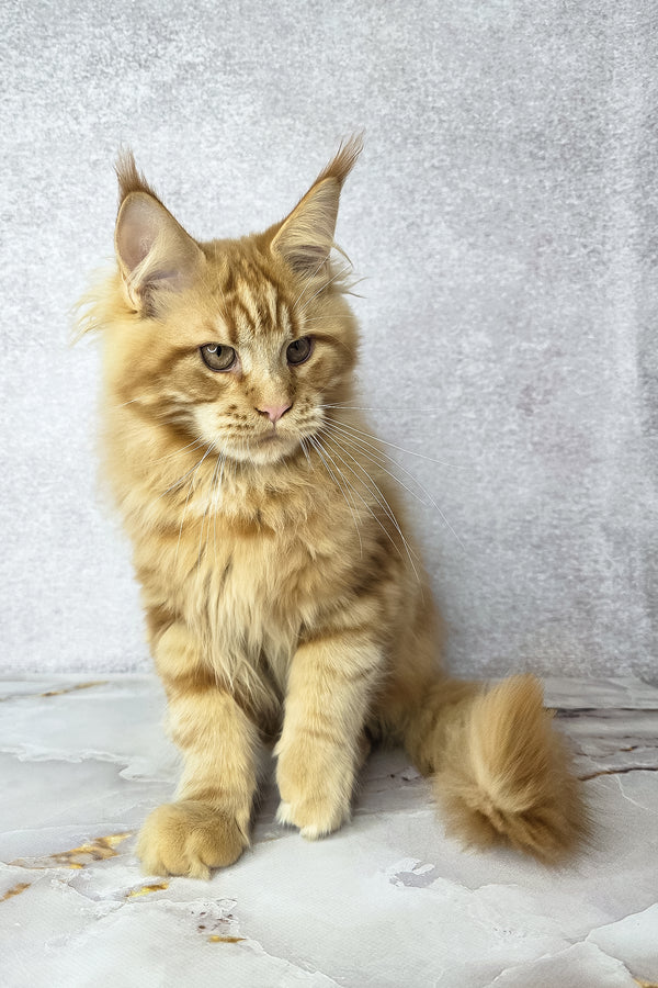 Dexter | Maine Coon Kitten