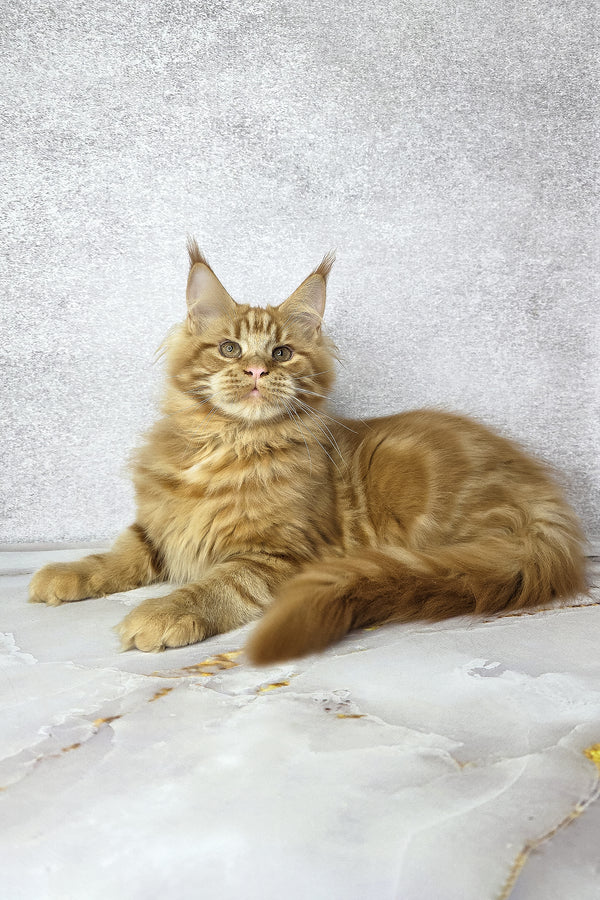Dexter | Maine Coon Kitten