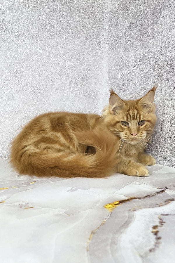 Dexter | Maine Coon Kitten