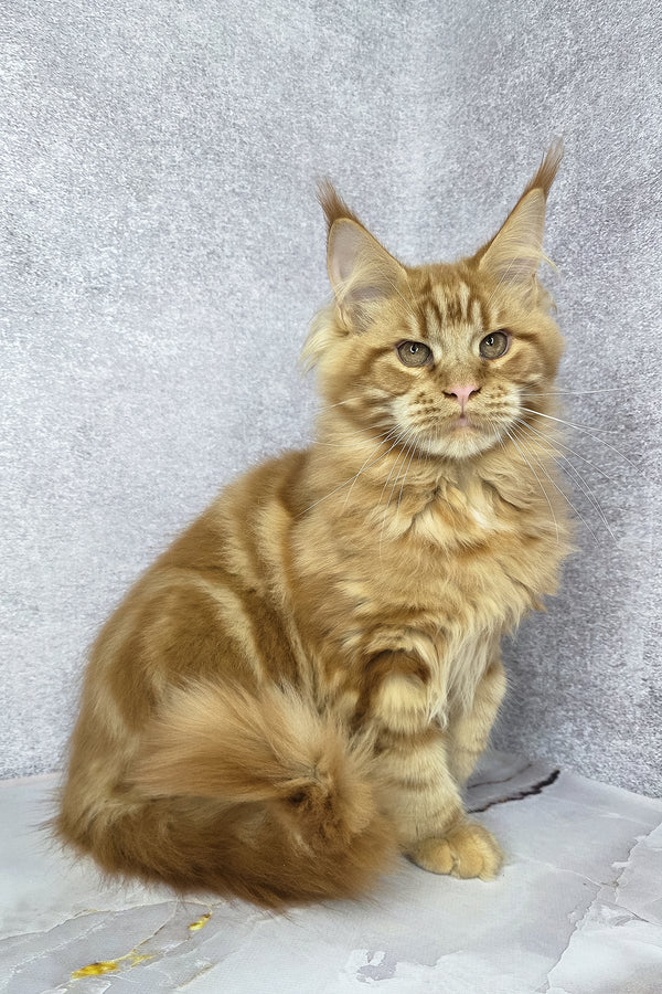 Dexter | Maine Coon Kitten