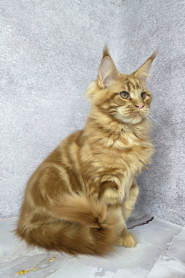 Dexter | Maine Coon Kitten