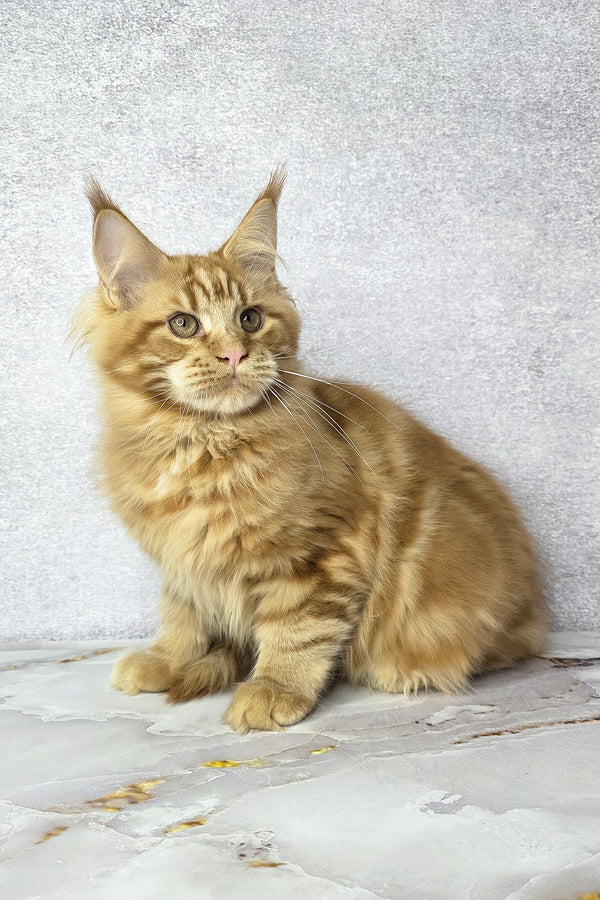 Dexter | Maine Coon Kitten