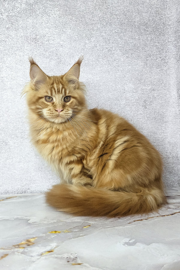 Dexter | Maine Coon Kitten