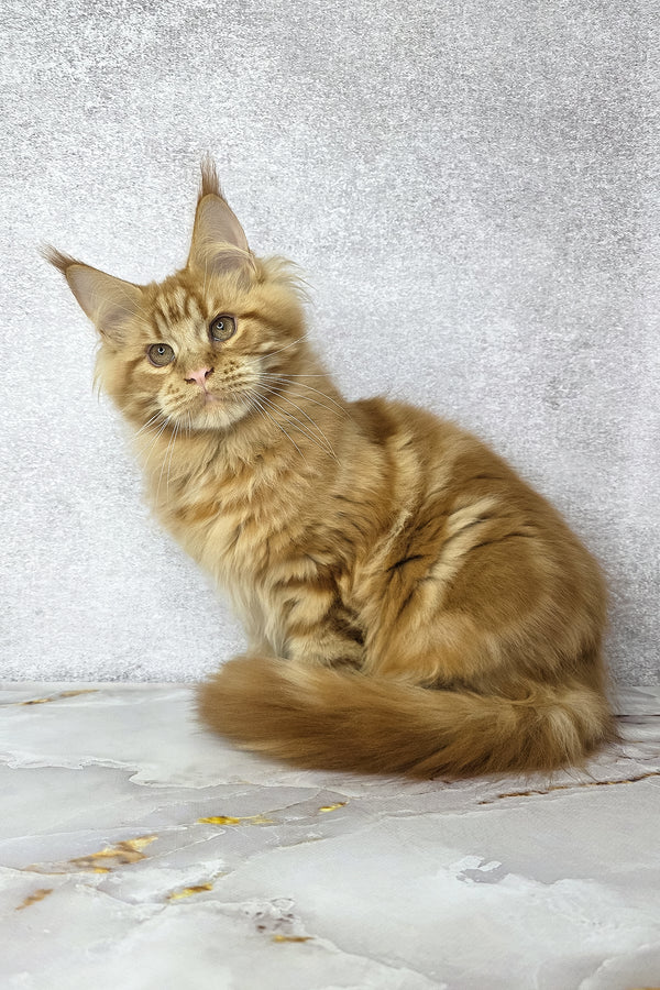 Dexter | Maine Coon Kitten