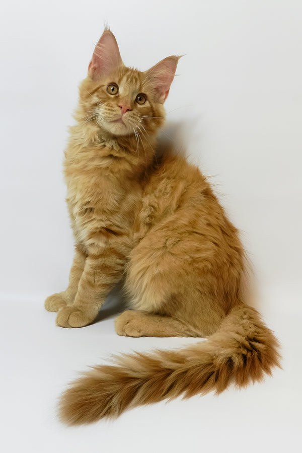 Dexter | Maine Coon Kitten