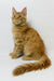 Dexter | Maine Coon Kitten