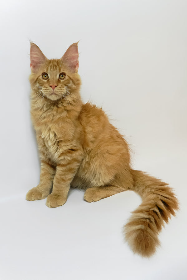 Dexter | Maine Coon Kitten