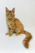 Dexter | Maine Coon Kitten