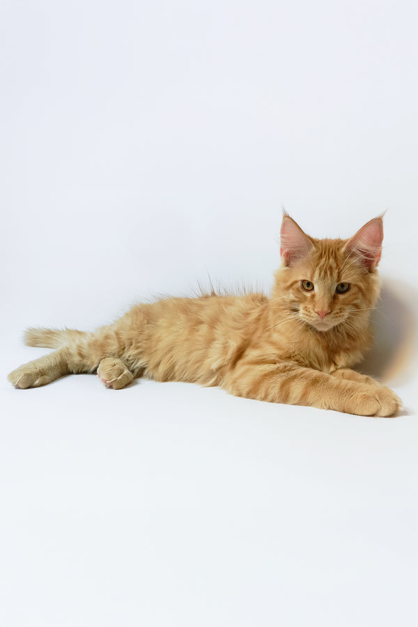 Dexter | Maine Coon Kitten