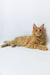 Dexter | Maine Coon Kitten