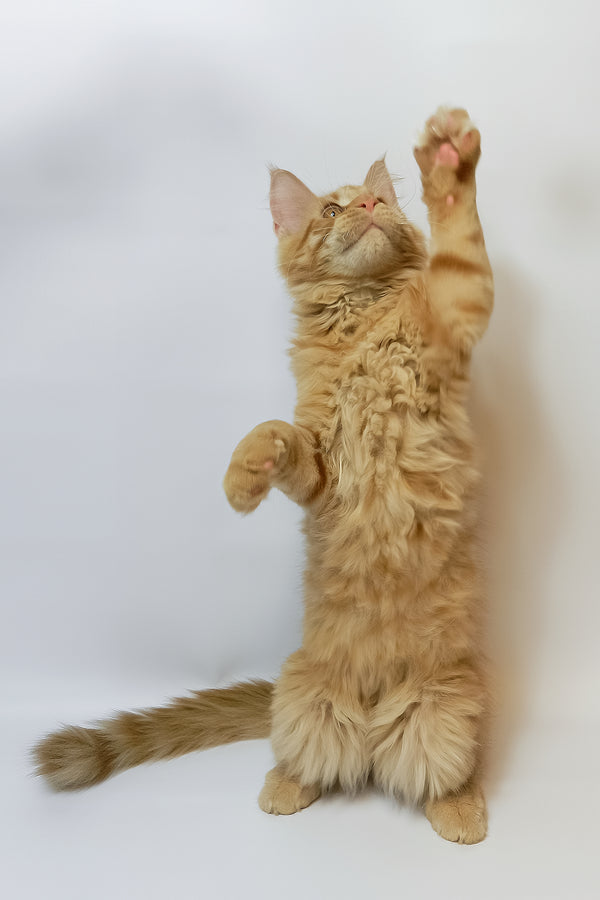 Dexter | Maine Coon Kitten