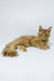 Dexter | Maine Coon Kitten