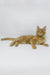Dexter | Maine Coon Kitten