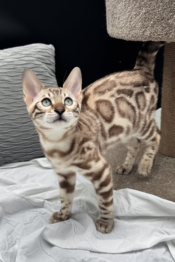 Dexter | Bengal Kitten