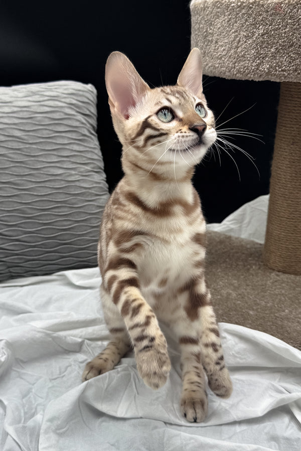 Dexter | Bengal Kitten