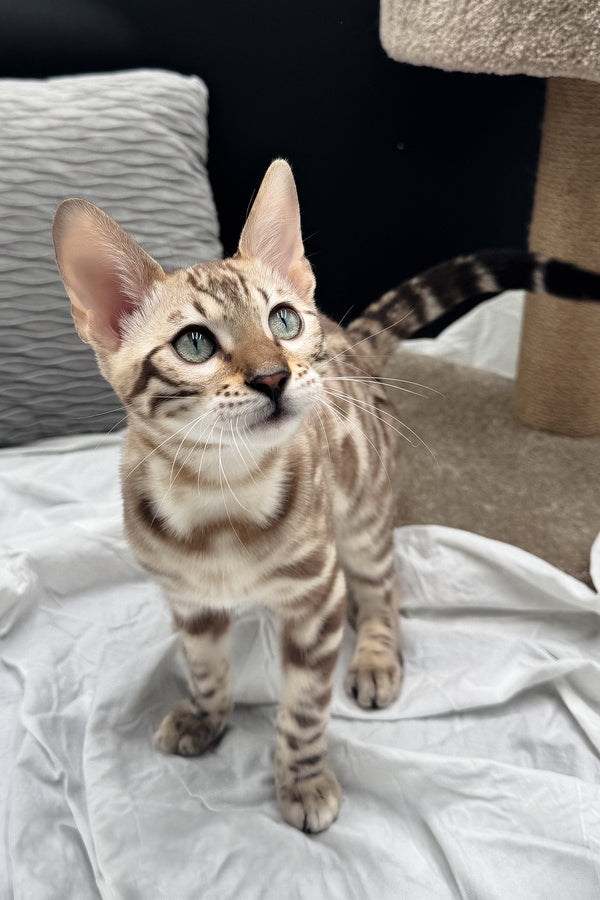 Dexter | Bengal Kitten