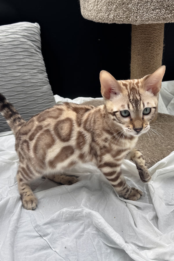 Dexter | Bengal Kitten