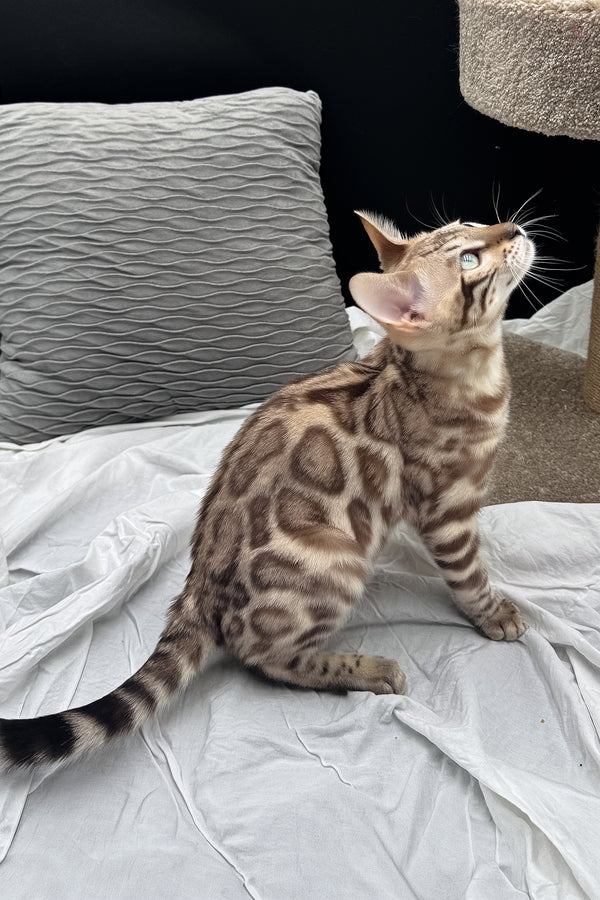 Dexter | Bengal Kitten