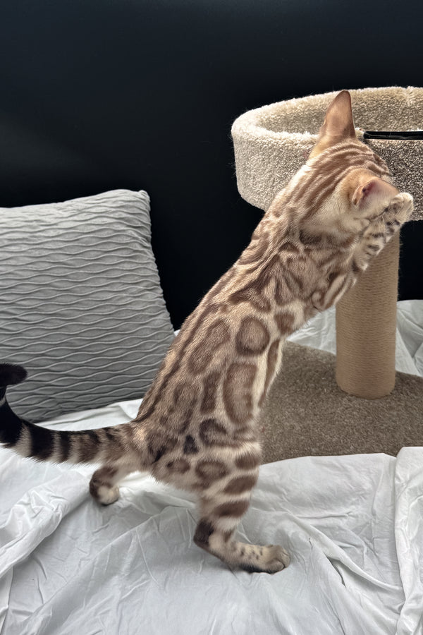 Dexter | Bengal Kitten