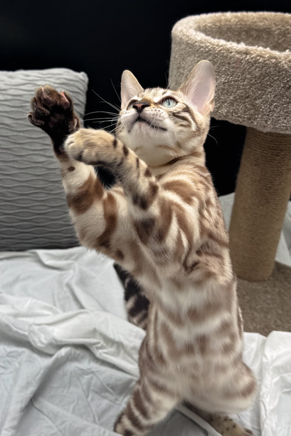 Dexter | Bengal Kitten