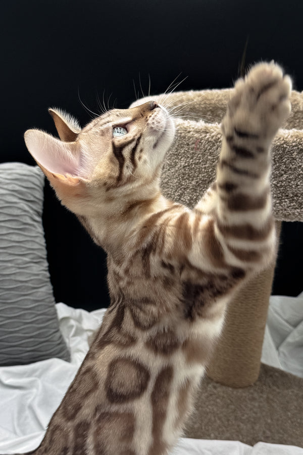 Dexter | Bengal Kitten