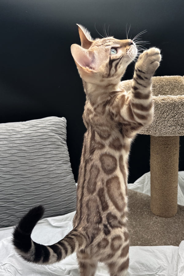 Dexter | Bengal Kitten