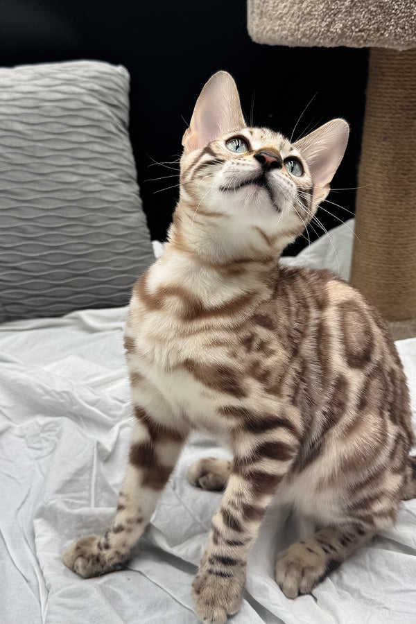 Dexter | Bengal Kitten