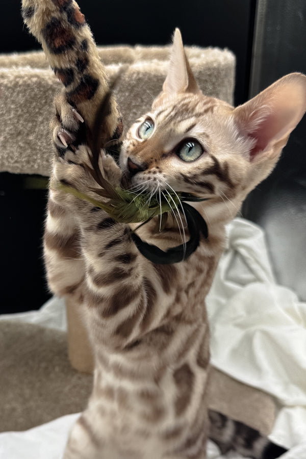 Dexter | Bengal Kitten