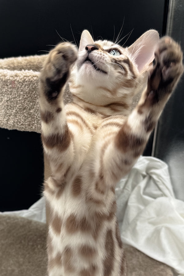 Dexter | Bengal Kitten