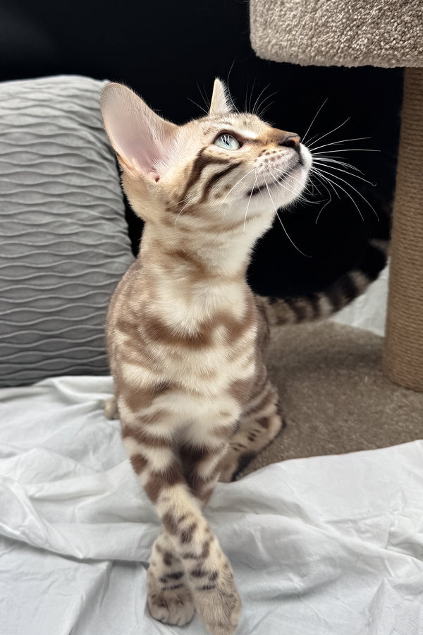 Dexter | Bengal Kitten