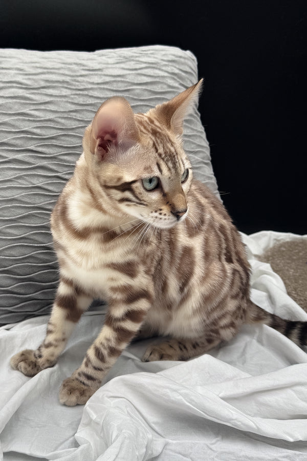 Dexter | Bengal Kitten