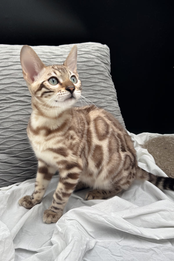 Dexter | Bengal Kitten