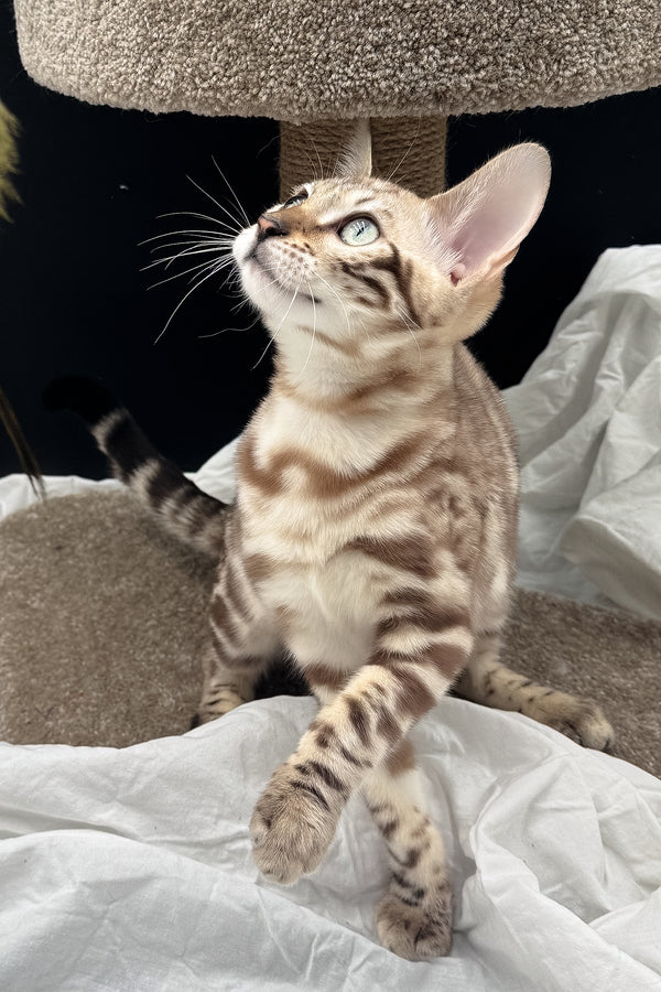 Dexter | Bengal Kitten