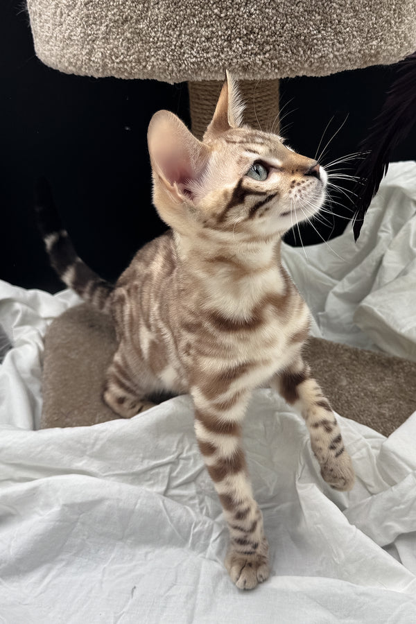 Dexter | Bengal Kitten