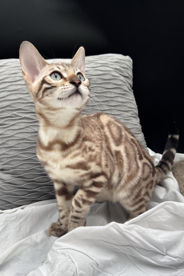 Dexter | Bengal Kitten