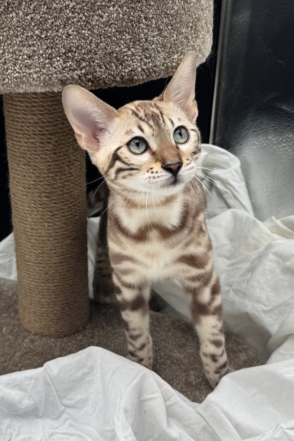 Dexter | Bengal Kitten
