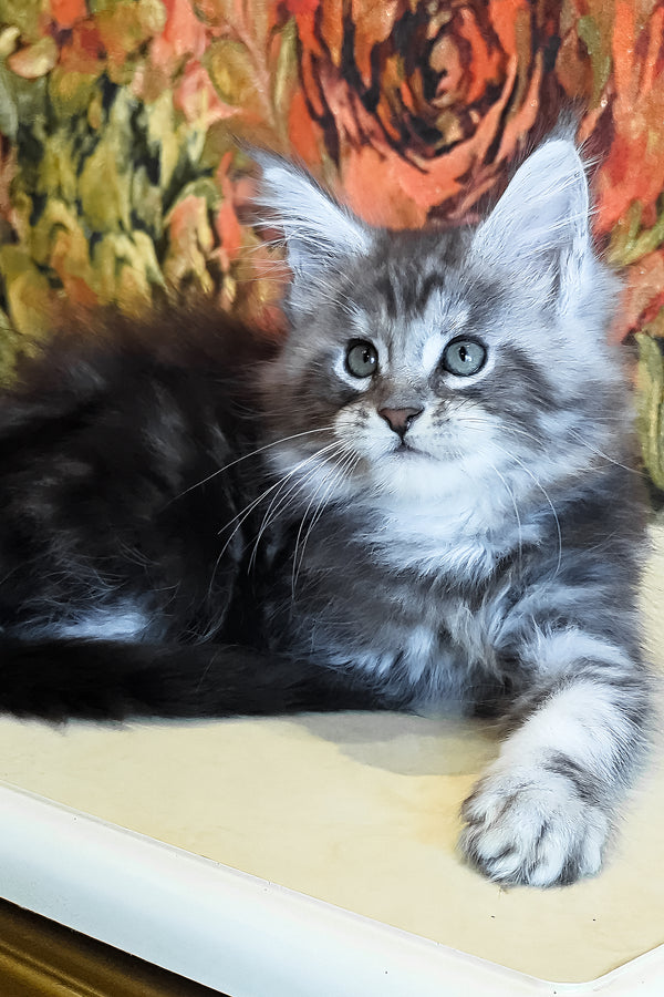 Diamond | Maine Coon Kitten