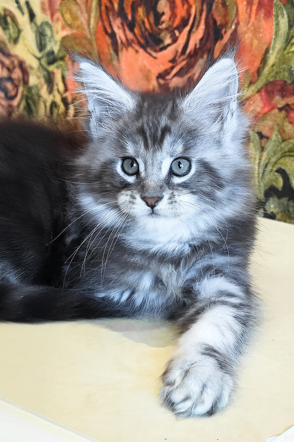 Diamond | Maine Coon Kitten