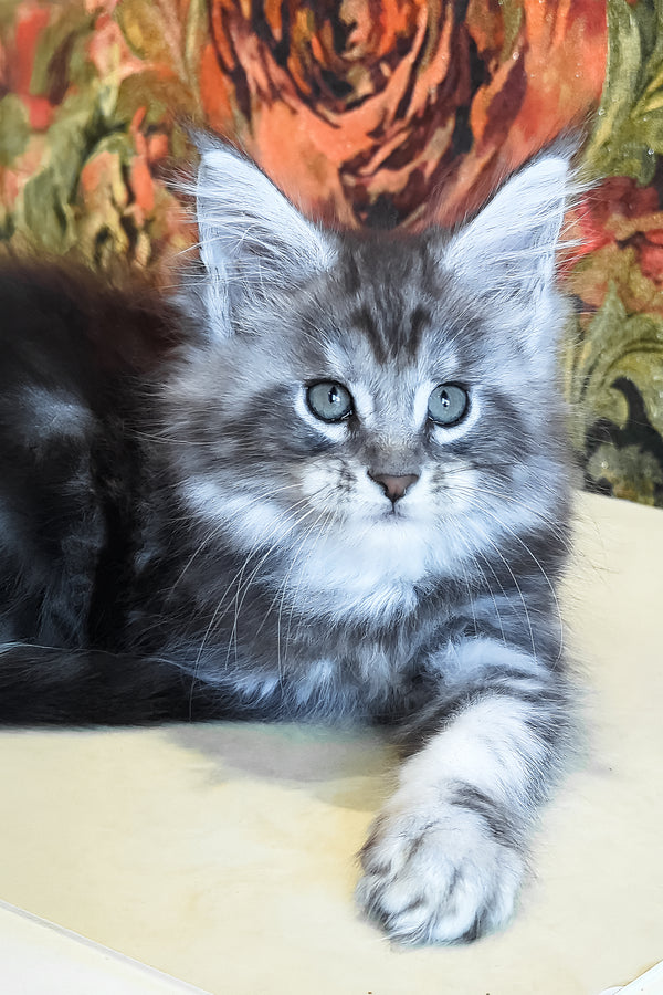 Diamond | Maine Coon Kitten