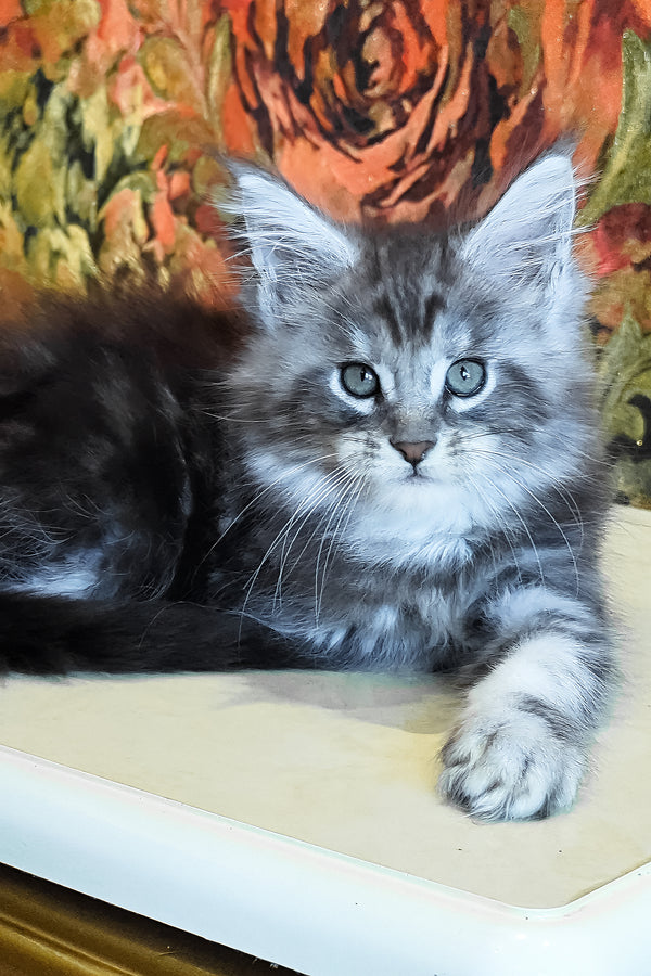Diamond | Maine Coon Kitten