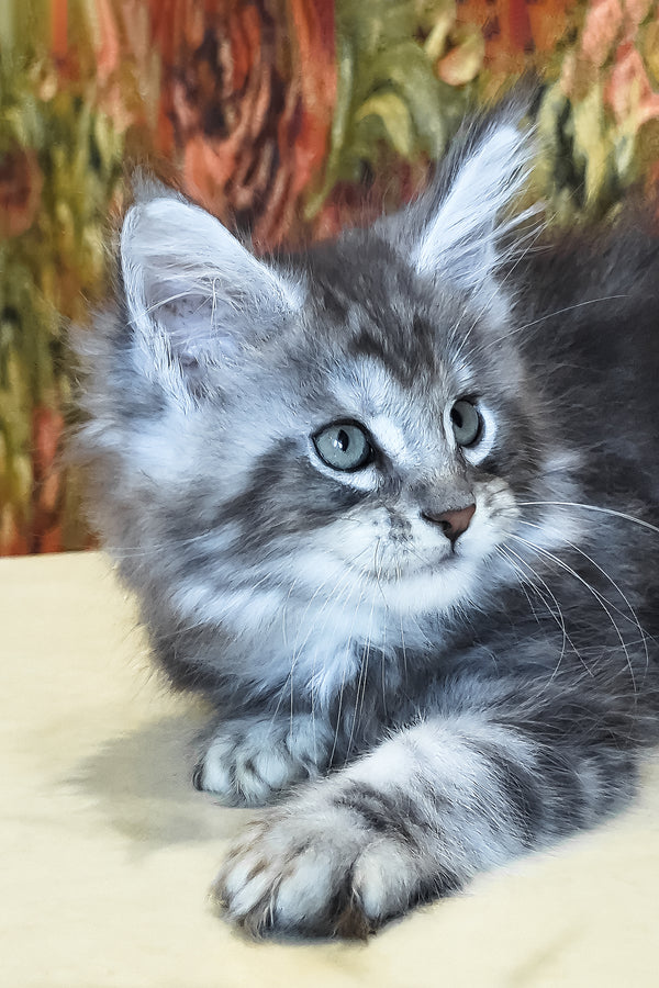 Diamond | Maine Coon Kitten