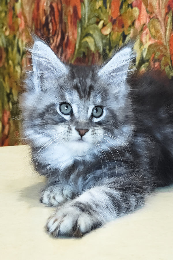 Diamond | Maine Coon Kitten