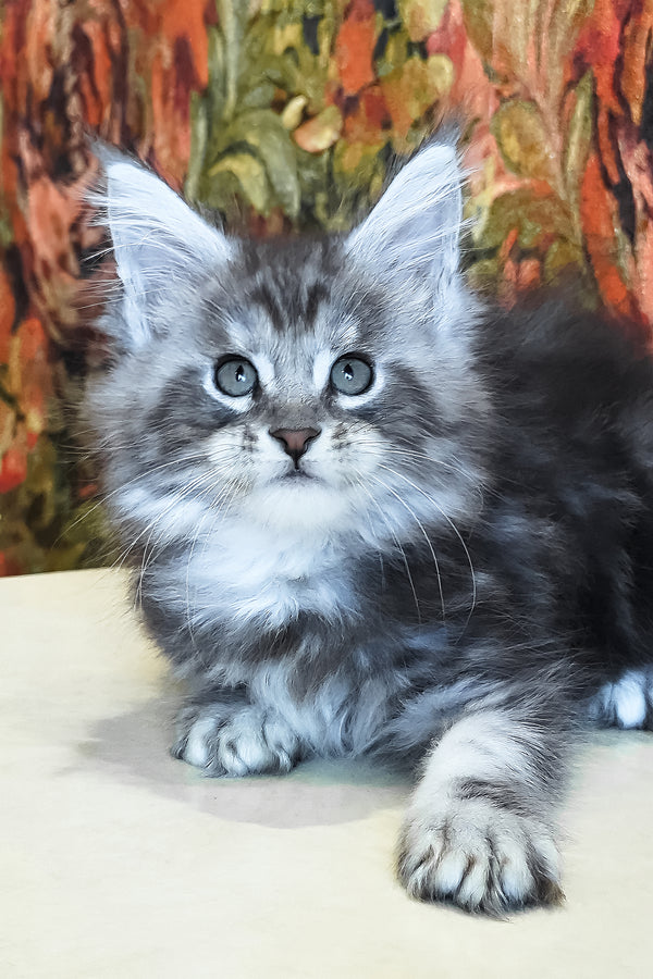 Diamond | Maine Coon Kitten