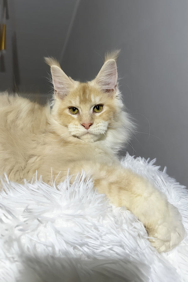 Diamond | Maine Coon Kitten