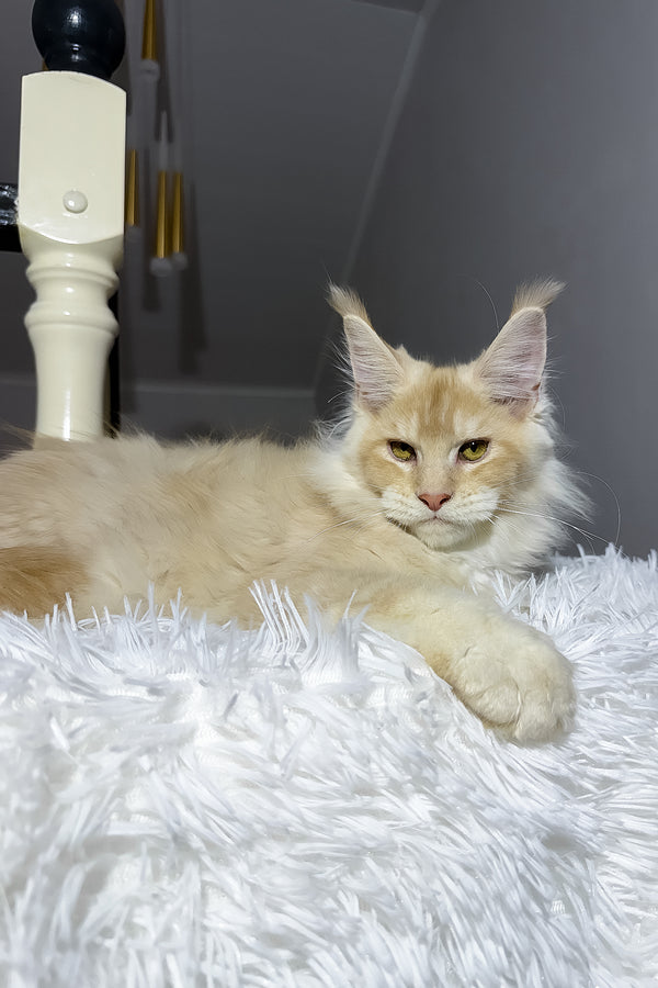 Diamond | Maine Coon Kitten