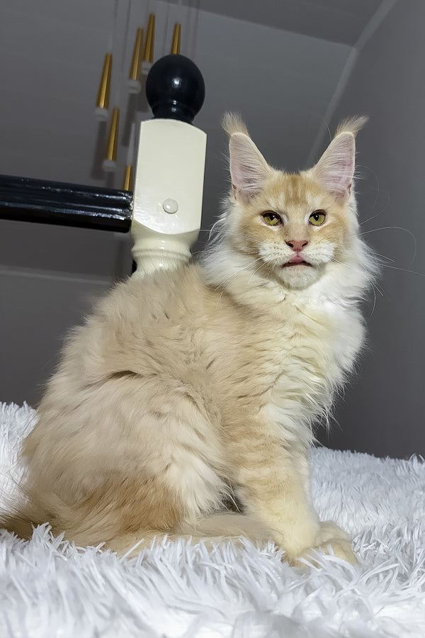 Diamond | Maine Coon Kitten