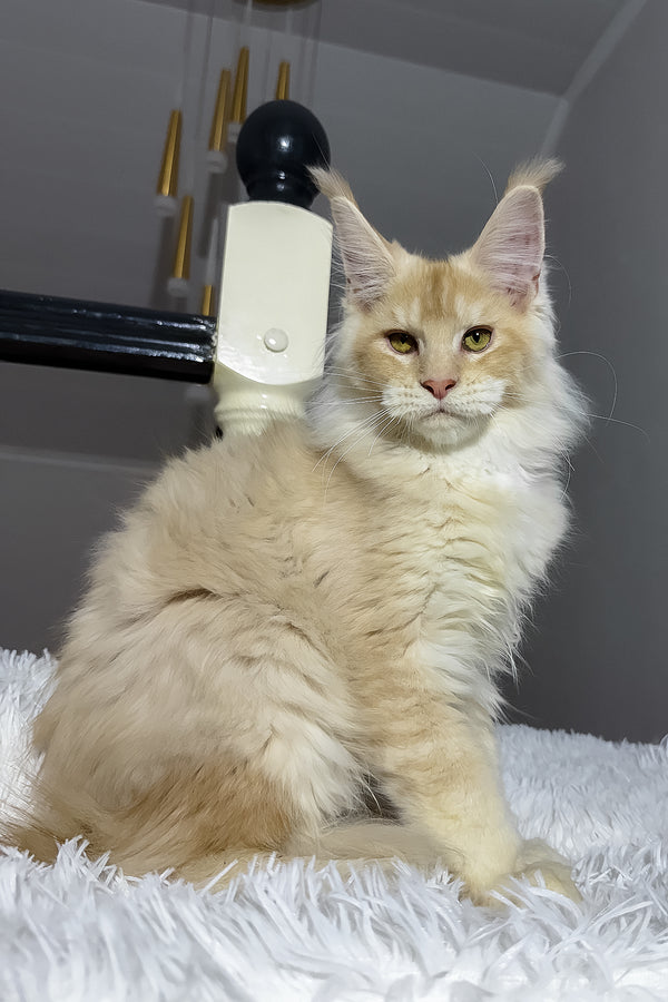 Diamond | Maine Coon Kitten