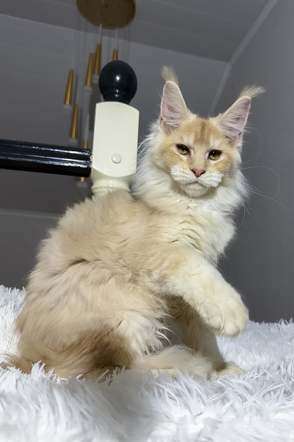 Diamond | Maine Coon Kitten